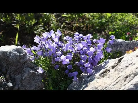 Flowers similar to bells: photos and names, indoor, garden