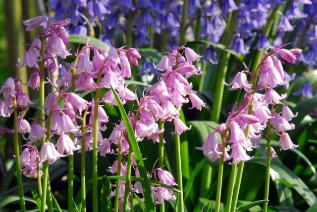 Flowers similar to bells: photos and names, indoor, garden