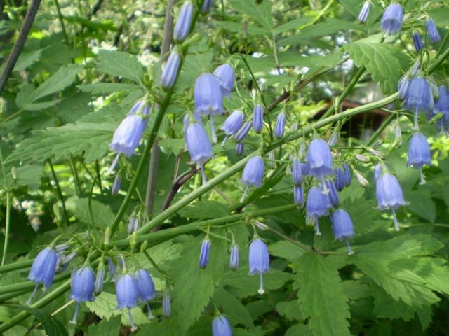 Flowers similar to bells: photos and names, indoor, garden