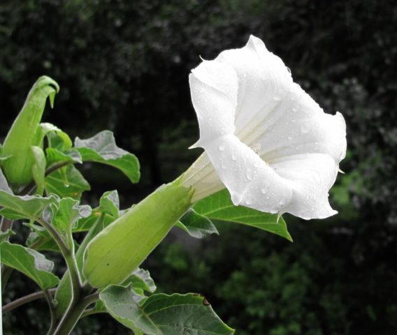 Flowers similar to bells: photos and names, indoor, garden