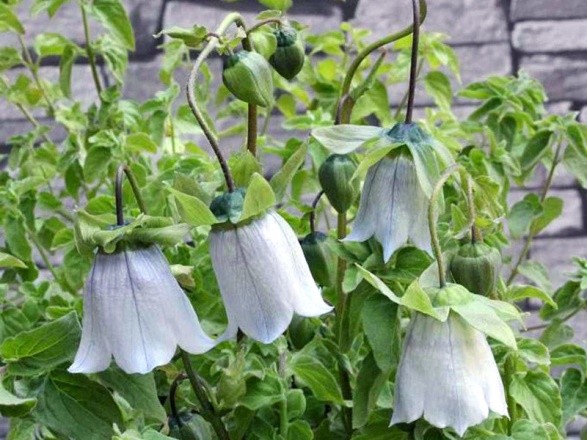 Flowers similar to bells: photos and names, indoor, garden