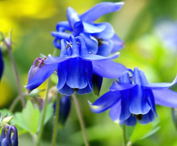 Flowers similar to bells: photos and names, indoor, garden