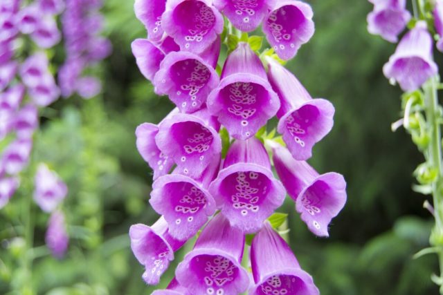 Flowers similar to bells: photos and names, indoor, garden