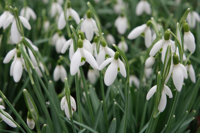 Flowers similar to bells: photos and names, indoor, garden