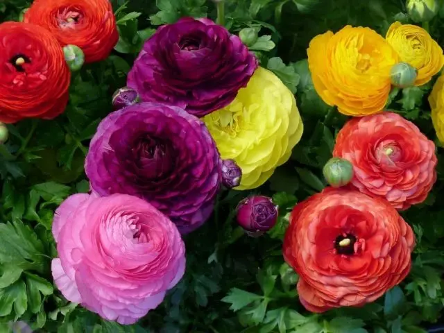 Flowers similar to peonies: what are they called + photo