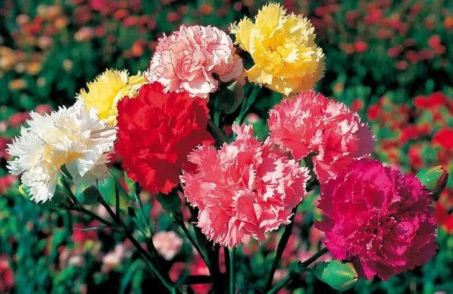 Flowers similar to peonies: what are they called + photo