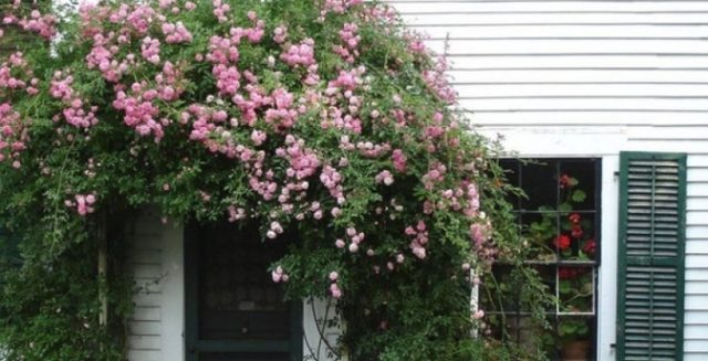 Fluffy calistegia: planting and care, photo