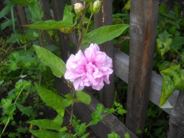 Fluffy calistegia: planting and care, photo