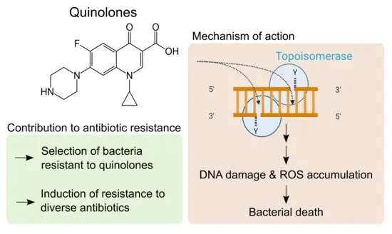 Fluoroquinolones &#8211; what bacteria are they active against? How to use fluoroquinolone preparations?