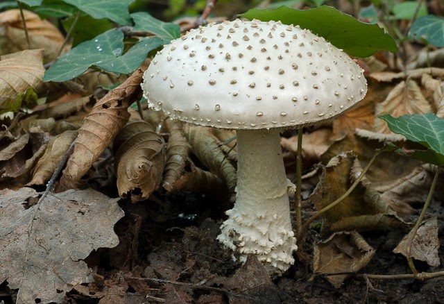 Fly agaric bristly (fat man bristly, spiny fly agaric): photo and description