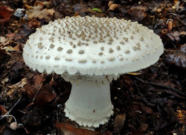 Fly agaric bristly (fat man bristly, spiny fly agaric): photo and description