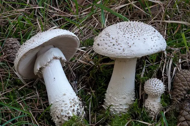 Fly agaric bristly (fat man bristly, spiny fly agaric): photo and description