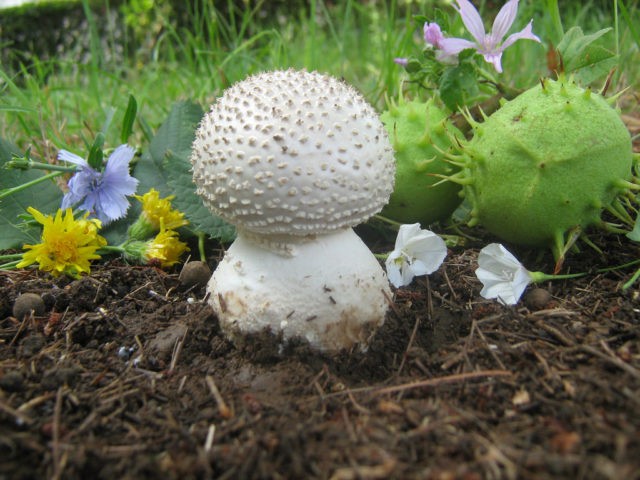 Fly agaric bristly (fat man bristly, spiny fly agaric): photo and description