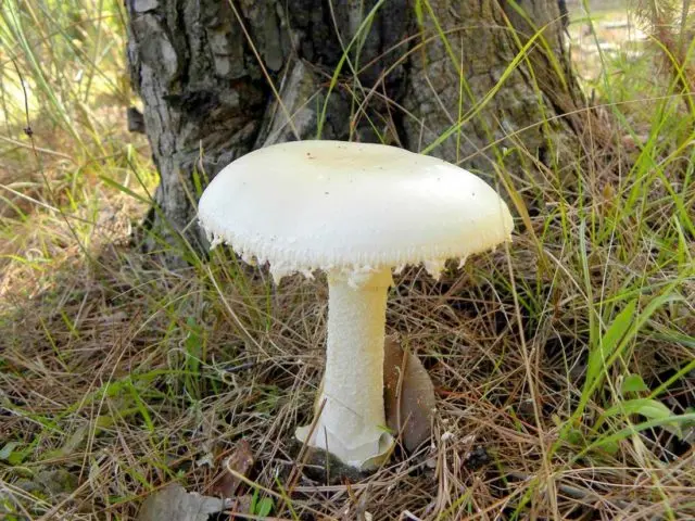 Fly agaric bristly (fat man bristly, spiny fly agaric): photo and description