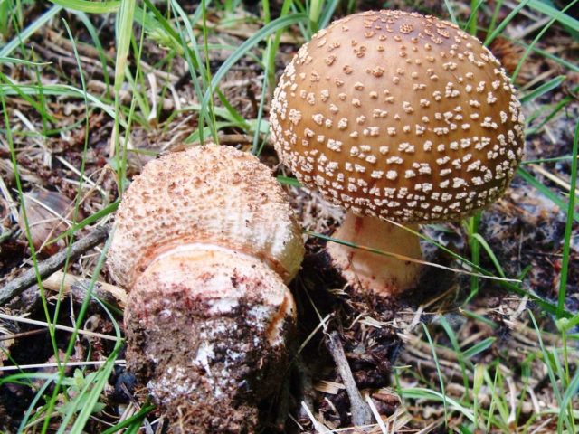 Fly agaric bristly (fat man bristly, spiny fly agaric): photo and description