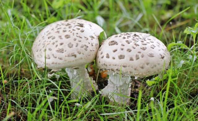 Fly agaric bristly (fat man bristly, spiny fly agaric): photo and description