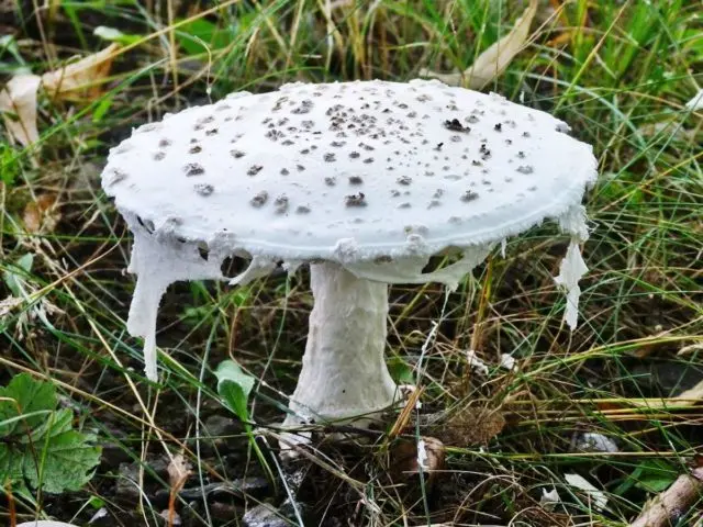 Fly agaric bristly (fat man bristly, spiny fly agaric): photo and description