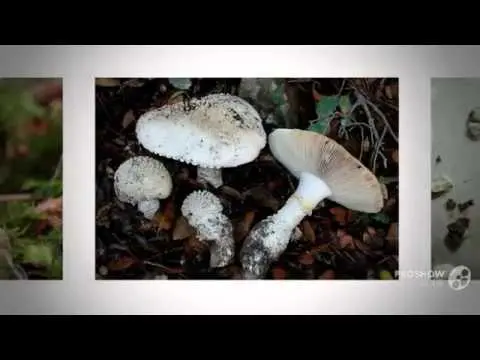 Fly agaric bristly (fat man bristly, spiny fly agaric): photo and description