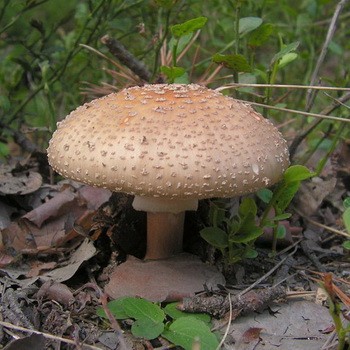 Fly agaric edible: photo and description