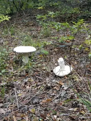 Fly agaric edible: photo and description