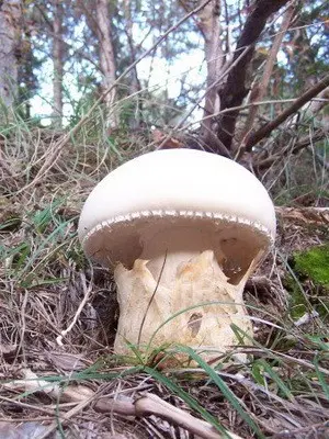 Fly agaric edible: photo and description