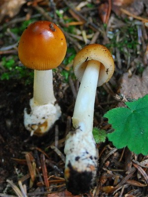 Fly agaric edible: photo and description