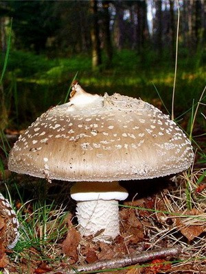 Fly agaric edible: photo and description