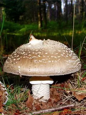 Fly agaric edible: photo and description