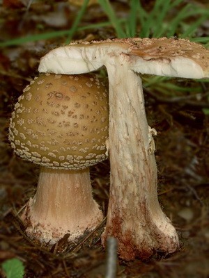 Fly agaric edible: photo and description