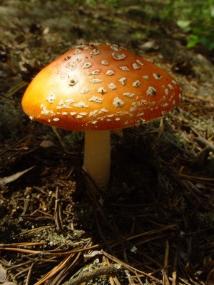 Fly agaric edible: photo and description