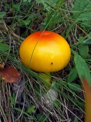 Fly agaric edible: photo and description