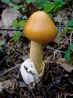 Fly agaric edible: photo and description