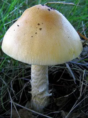 Fly agaric edible: photo and description