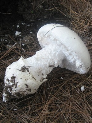 Fly agaric edible: photo and description