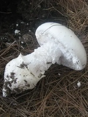 Fly agaric edible: photo and description