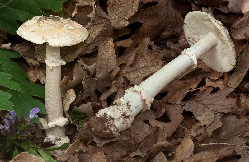 Fly agaric Elias (Amanita eliae) photo and description