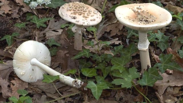 Fly agaric Elias: photo and description