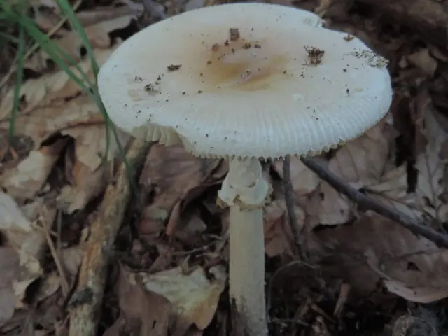 Fly agaric Elias: photo and description