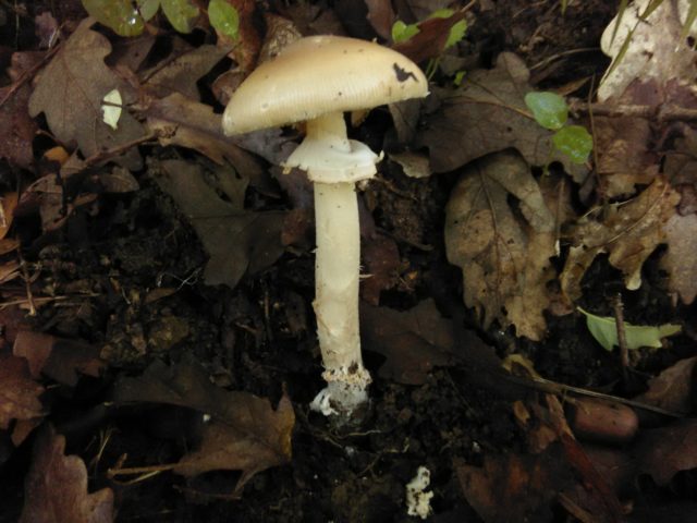 Fly agaric Elias: photo and description