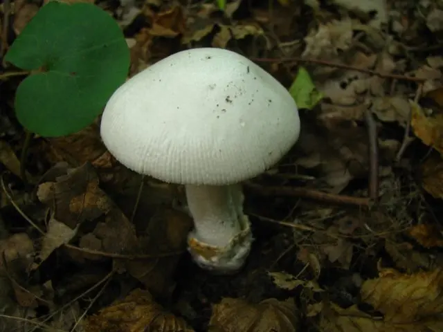 Fly agaric Elias: photo and description