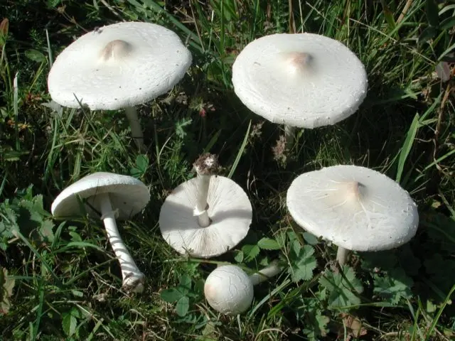 Fly agaric Elias: photo and description