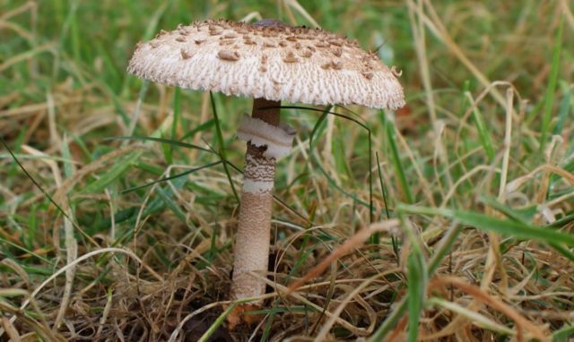 Fly agaric Elias: photo and description