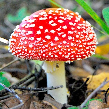 Fly agaric for medicinal purposes: traditional medicine recipes