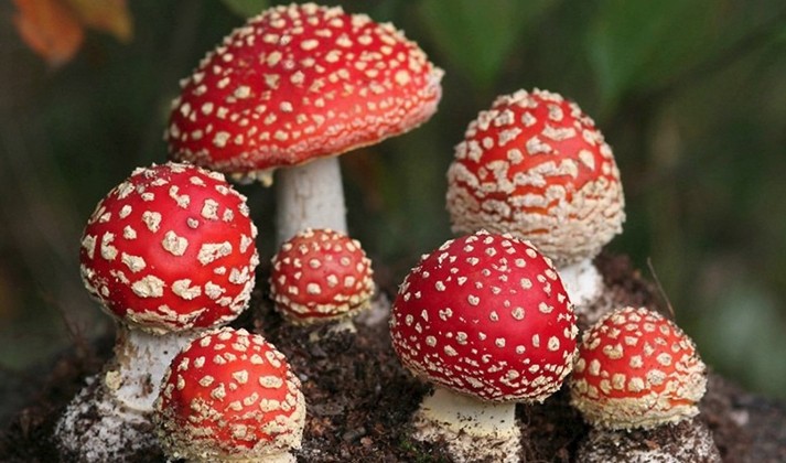 Fly agaric for medicinal purposes: traditional medicine recipes