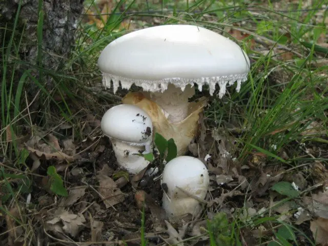 Fly agaric ovoid (Amanita ovoidea) photo and description