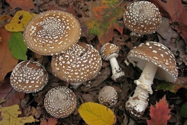 Fly agaric panther (gray): photo and description, medicinal properties