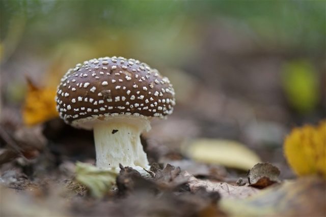 Fly agaric panther (gray): photo and description, medicinal properties