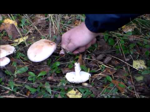 Fly agaric panther (gray): photo and description, medicinal properties