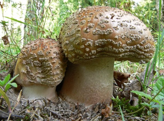 Fly agaric pink (gray-pink, blushing): photo and description of an edible mushroom