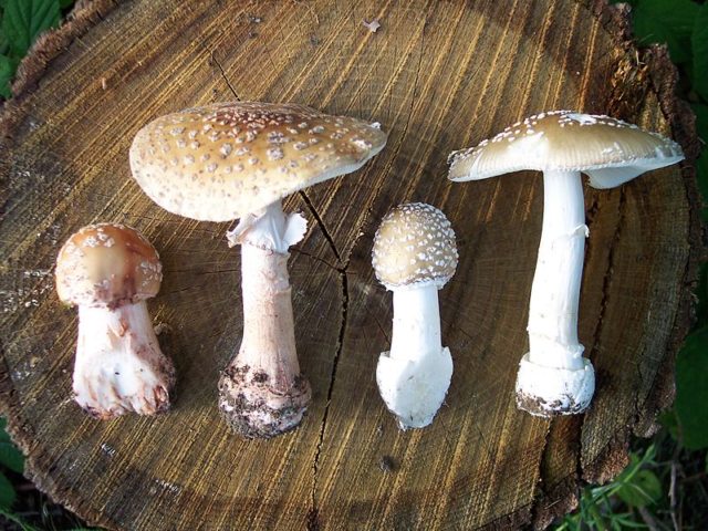 Fly agaric pink (gray-pink, blushing): photo and description of an edible mushroom